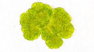 Attēlu rezultāti vaicājumam “Chlorophyta”