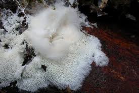 Attēlu rezultāti vaicājumam “Trechispora mollusca”