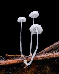 Attēlu rezultāti vaicājumam “Clastoderma debaryanum macro”