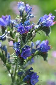 Attēlu rezultāti vaicājumam “Echium vulgare flower”