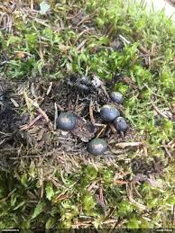 Attēlu rezultāti vaicājumam “Lycogala paraconfusum”