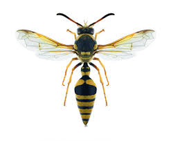 Attēlu rezultāti vaicājumam “Eumenidae”