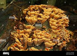 Attēlu rezultāti vaicājumam “Russulales”