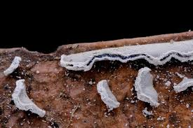 Attēlu rezultāti vaicājumam “Physarum bivalve”