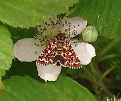 Attēlu rezultāti vaicājumam “Anarta myrtilli”