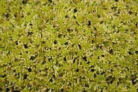 Attēlu rezultāti vaicājumam “Sphagnum flexuosum”