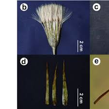 Attēlu rezultāti vaicājumam “Tragopogon heterospermus leaf”