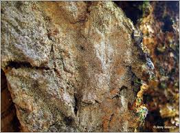 Attēlu rezultāti vaicājumam “Lecanactis abietina”