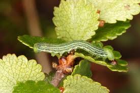 Attēlu rezultāti vaicājumam “Archiearis parthenias”