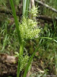 Attēlu rezultāti vaicājumam “Carex viridula flower”