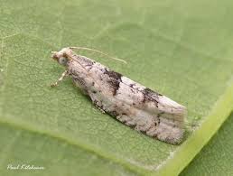 Attēlu rezultāti vaicājumam “Epinotia bilunana”