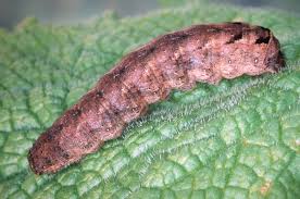 Attēlu rezultāti vaicājumam “Xestia triangulum”