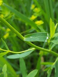 Attēlu rezultāti vaicājumam “Euphorbia virgata leaf”