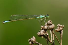 Attēlu rezultāti vaicājumam “Ischnura pumilio”