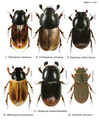 Attēlu rezultāti vaicājumam “Aphodius subterraneus”