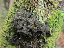 Attēlu rezultāti vaicājumam “Collema”