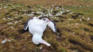 Image result for albatross dead chick