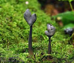 Attēlu rezultāti vaicājumam “Helvella atra”