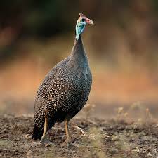 Attēlu rezultāti vaicājumam “Numida meleagris adult”