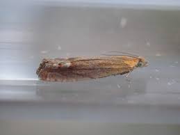 Attēlu rezultāti vaicājumam “Lathronympha strigana”