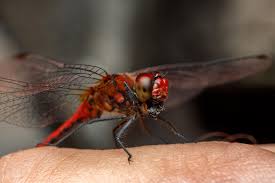 Attēlu rezultāti vaicājumam “Sympetrum sanguineum”