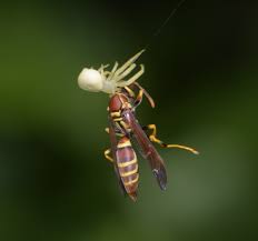 Image result for crab spider