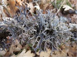 Attēlu rezultāti vaicājumam “Pseudevernia furfuracea”