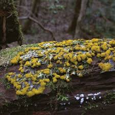 Attēlu rezultāti vaicājumam “Fuligo septica var. flava macro”