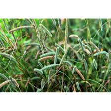 Attēlu rezultāti vaicājumam “Phleum pratense”