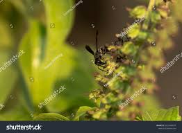 Attēlu rezultāti vaicājumam “Eumenidae”