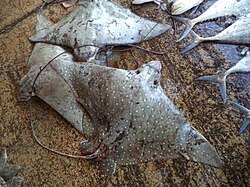 Image result for Aetobatus ocellatus