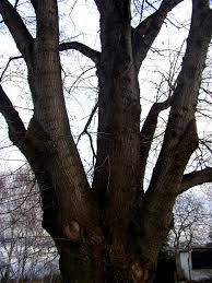 Attēlu rezultāti vaicājumam “Tilia platyphyllos subsp. cordifolia”