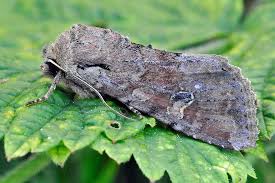 Attēlu rezultāti vaicājumam “Apamea sordens”