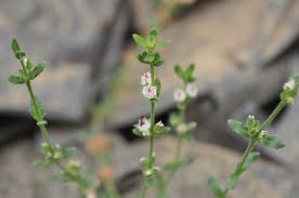 Attēlu rezultāti vaicājumam “Elatinaceae”