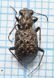 Attēlu rezultāti vaicājumam “Elaphrus cupreus”