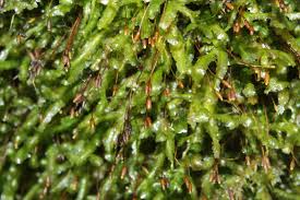 Attēlu rezultāti vaicājumam “Homalia trichomanoides sporophyte”