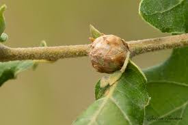 Attēlu rezultāti vaicājumam “Andricus foecundatrix”
