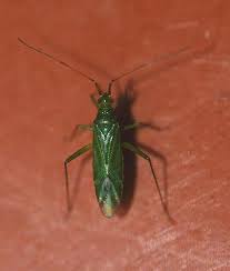 Attēlu rezultāti vaicājumam “Blepharidopterus angulatus”