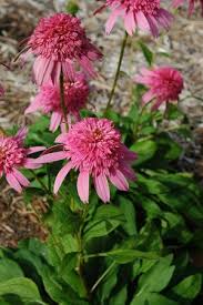 Attēlu rezultāti vaicājumam “Echinacea purpurea flower”