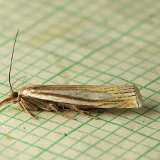 Attēlu rezultāti vaicājumam “Crambus”