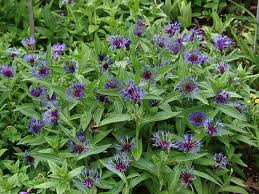 Attēlu rezultāti vaicājumam “Centaurea”