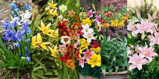 Image result for Marienglockenblumen
