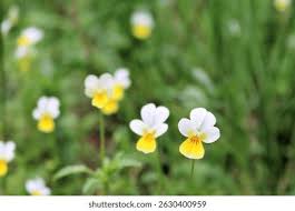 Attēlu rezultāti vaicājumam “Viola arvensis flower”