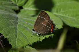 Attēlu rezultāti vaicājumam “Satyrium w-album underside”