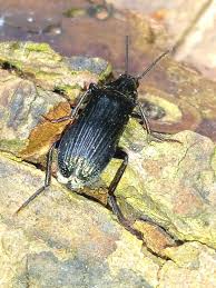 Attēlu rezultāti vaicājumam “Melandrya dubia”