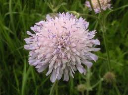 Attēlu rezultāti vaicājumam “Knautia arvensis fruit”
