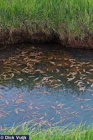 Attēlu rezultāti vaicājumam “Potamogeton natans”