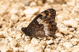 Attēlu rezultāti vaicājumam “Hipparchia alcyone underside”