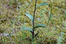 Attēlu rezultāti vaicājumam “Epipactis atrorubens bud”