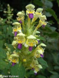Attēlu rezultāti vaicājumam “Galeopsis speciosa flower”